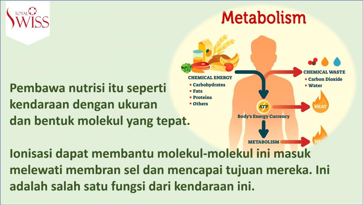 Pembawa Nutrisi Seperti Kendaraan Dengan Ukuran Dan Bentuk Molekul Yang Tepat-1