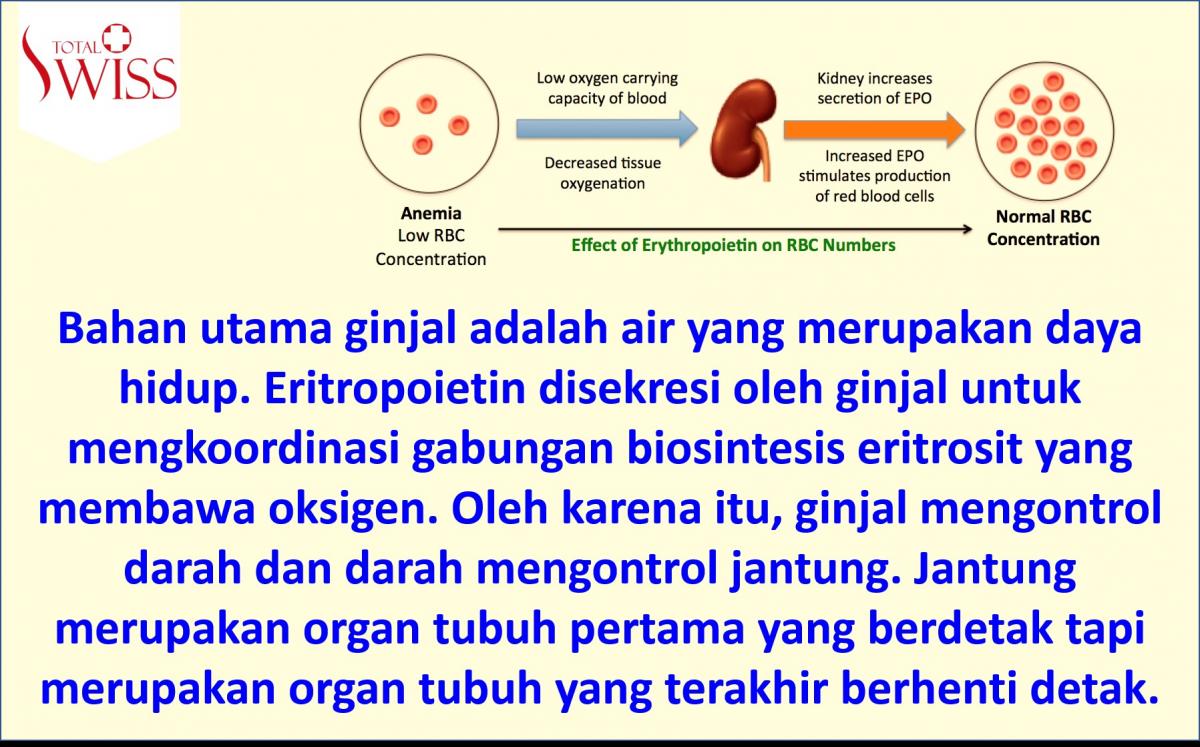 Bahan Utama Ginjal Adalah Air-3