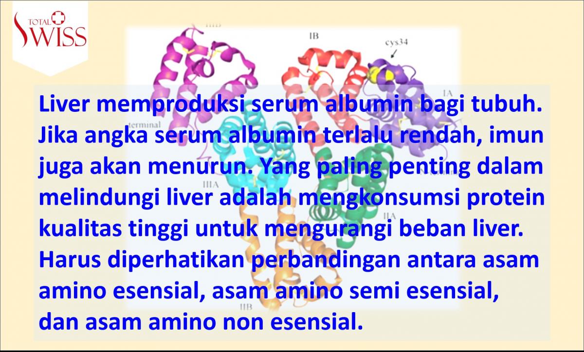 Liver Memproduksi Serum Albumin Bagi Tubuh-1